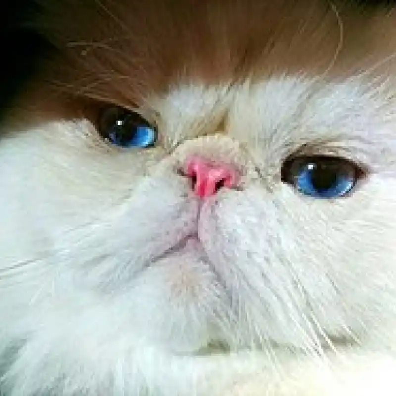 고양이 이상형 월드컵