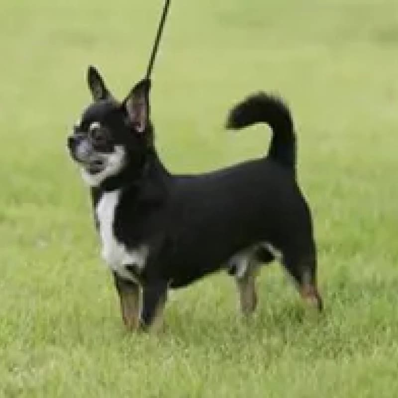 치와와