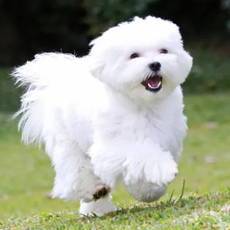 말티즈