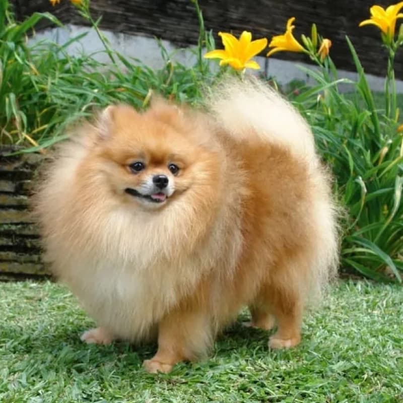 포메라니안