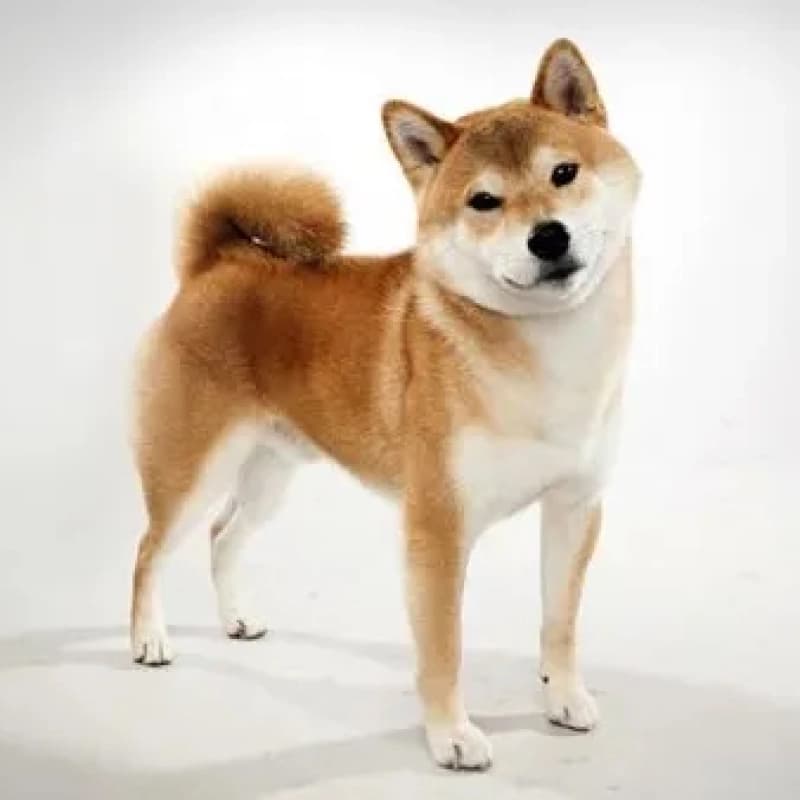 시바견