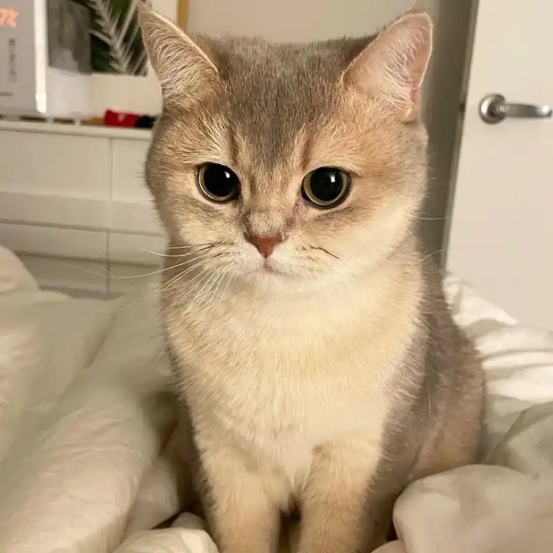 고양이