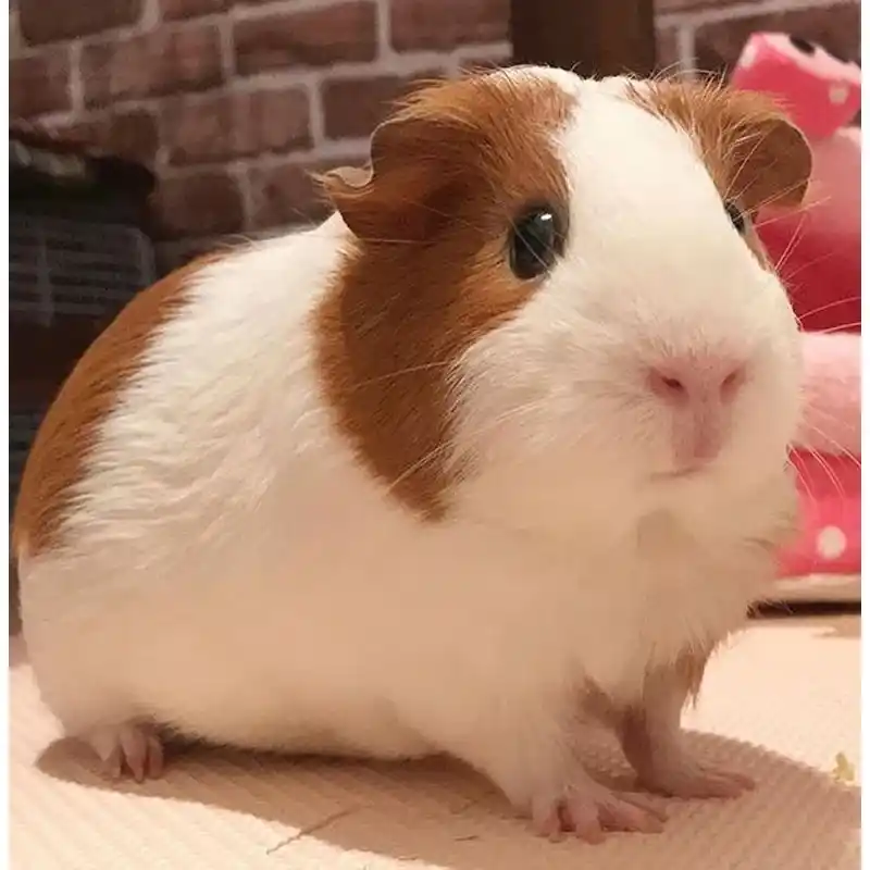 기니피그