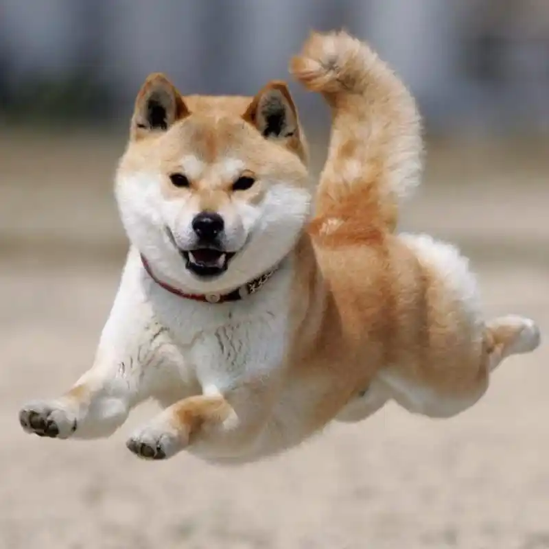 강아지