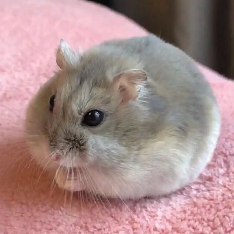 햄스터