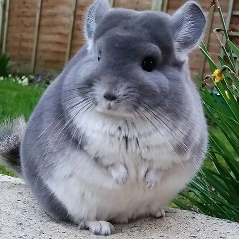 친칠라