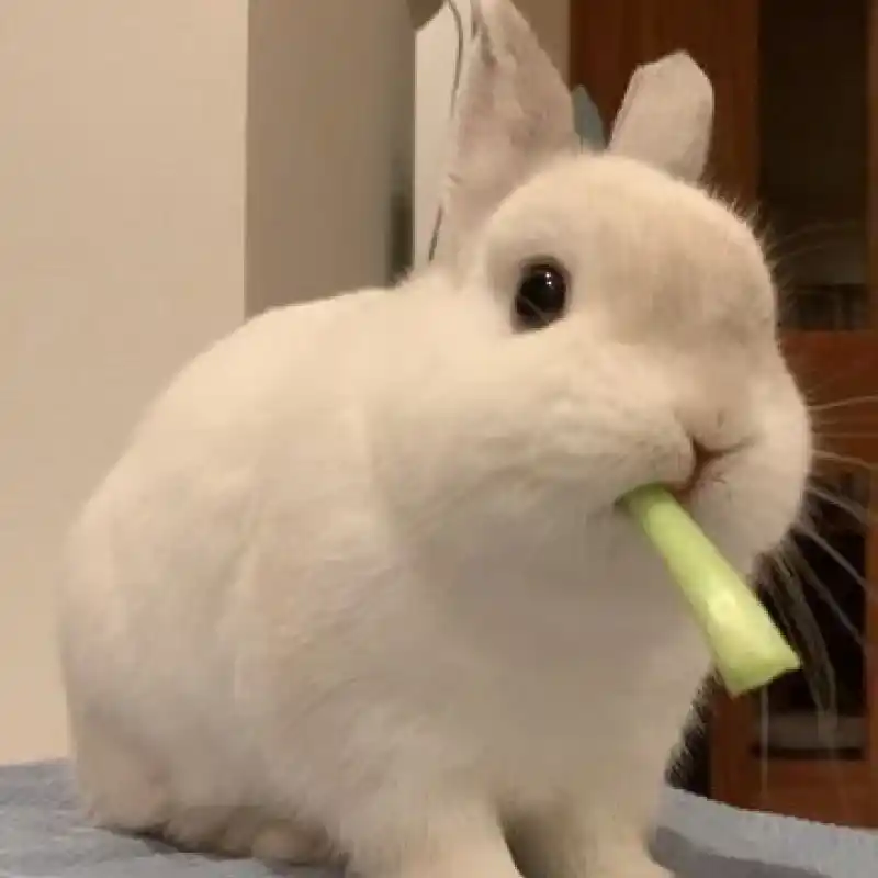 토끼
