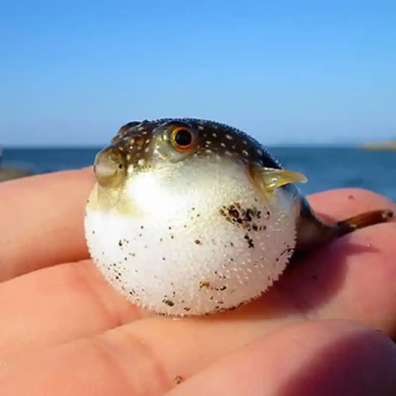 복어