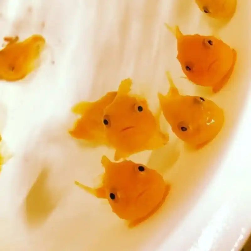 엄지도치(포뇨)